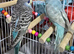 Budgies ready to go!