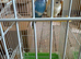 Few pair of budgies with separate cage