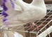 Garden White fan tail