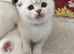 WHITE SCOTTISH FOLD KITTENS