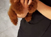Teacup korean toy poodle stud