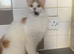 Lovely cat in need of a home