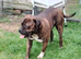 Bull mastiff boy 2yrs old