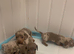 Miniature dachshund puppies
