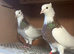 Breeding Pair Red Iranian Toghies For Sale