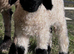 Swiss Valais Blacknose Ewe Lamb
