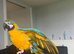 Blue & gold macaw