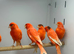 Red factor Canaries
