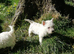 REGISTERED WEST HIGHLAND PUPPIES