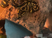 Snakes for sale