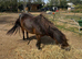 Beautiful Shetland mare