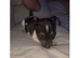 Jack Russell puppy's for sale