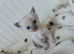RAGDOLLS KITTENS.