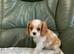 Lovely litter of KC reg blenheim and tri cavalier king charles pups from health tested parents