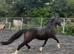 2yo Registered Welsh Section C
