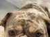 Frenchie