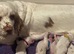 RKC Registered Show Clumber Spaniels