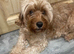 1black and tan male puppy