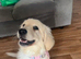 Golden retriever female for sale