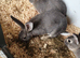 Continental X rex rabbits