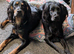 Working Cocker Spaniel Puppies