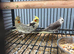 Various Stunning Baby Cockatiels