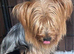 Yorkshire terrier pups