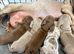 Miniature dachshunds