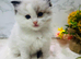 Full pedigree registered Ragdoll kittens