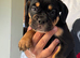 Healthy happy English bulldog