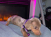 Kc Miniture dachshund puppy's