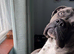 Male cane corso x