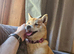 1 year old female shiba inu
