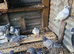 Racing pigeons  baby