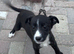 Beautiful Lurcher puppies