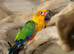Jenday Conure,6