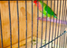 Peach face love birds