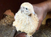 Jumbo female/male coturnix quails