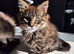 Pedigree maine coon kittens