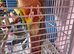 Hand tame pineapple conure