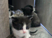 4 adorable kittens looking for a home