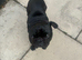 Pug