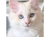 Gorgeous Pure Ragdoll Kittens .... READY TO LEAVE NOW !
