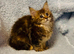 Beautiful TICA Active Registered Kittens