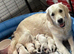 KC registered golden retriever puppies