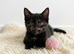 Affectionate hand reared kittens for sale