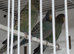 Black faced budgies