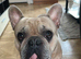 French Bulldog &ndash; Loving 4-Year-Old Male Looking for a Forever Home