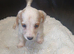 Jack rusell puppys