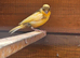 Mixed canaries
